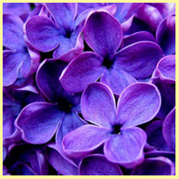 фиолетовый - сирень