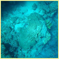 голубой - морская глубина