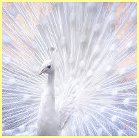 белый - павлин