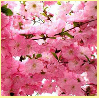 розовый - цветение сакуры