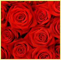 красный - розы