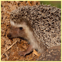 коричневый - ёжик