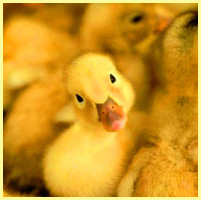 жёлтый - утёнок