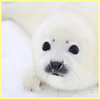 белый - морской котик
