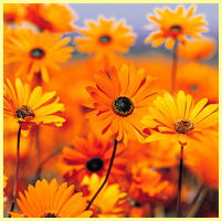 оранжевый - цветы