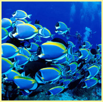 синий - море и рыбки