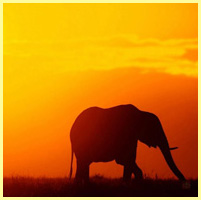 оранжевый - закат