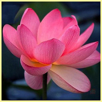 розовый - лотос