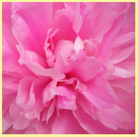 розовый - пион