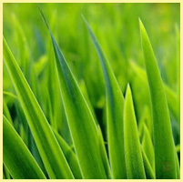 зелёный - трава