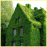 зелёный - дом