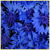 синий - васильки