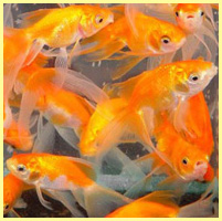 оранжевый - золотые рыбки