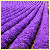 фиолетовый - лаванда