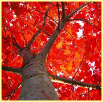 красный - крона дерева