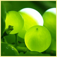 зелёный - виноград