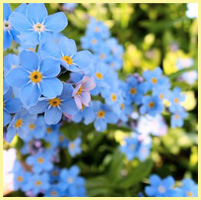 голубой - незабудка