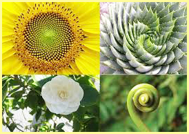 золотое сечение #2