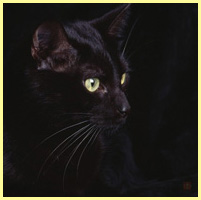 чёрный - кот