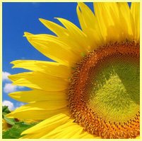 жёлтый - подсолнух