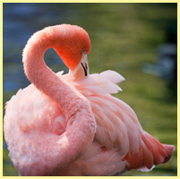 розовый - фламинго